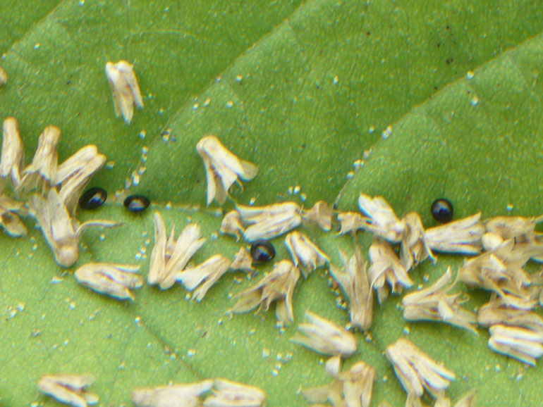 Amaranthus retroflexus L. / Amaranto comune