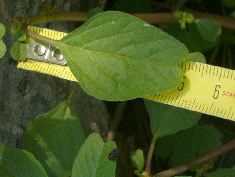 Amaranthus blitum / Amaranto livido