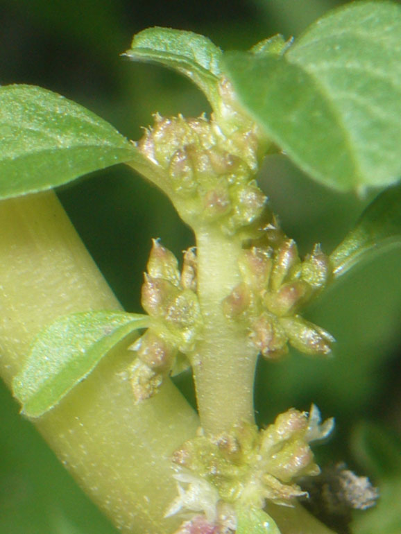 Amaranthus blitum / Amaranto livido