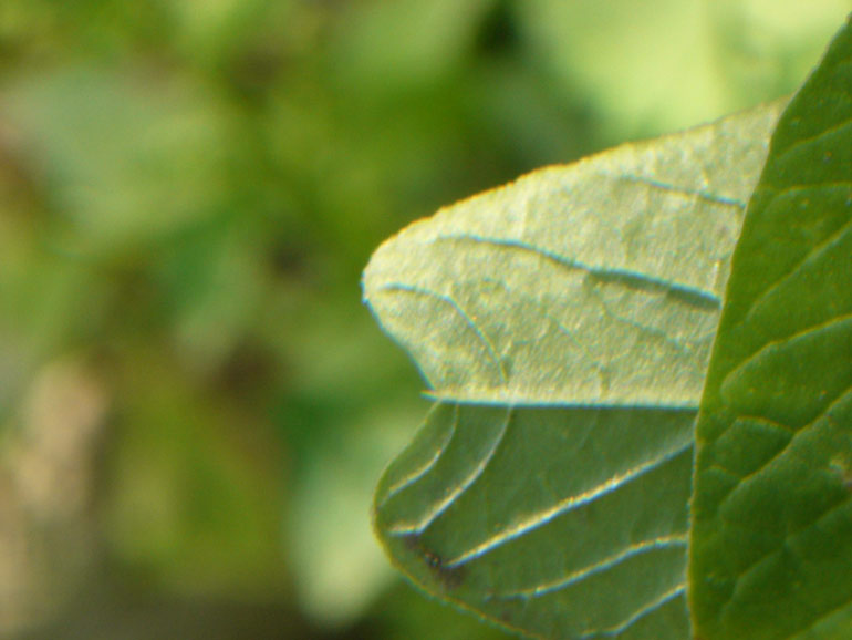 Amaranthus blitum / Amaranto livido