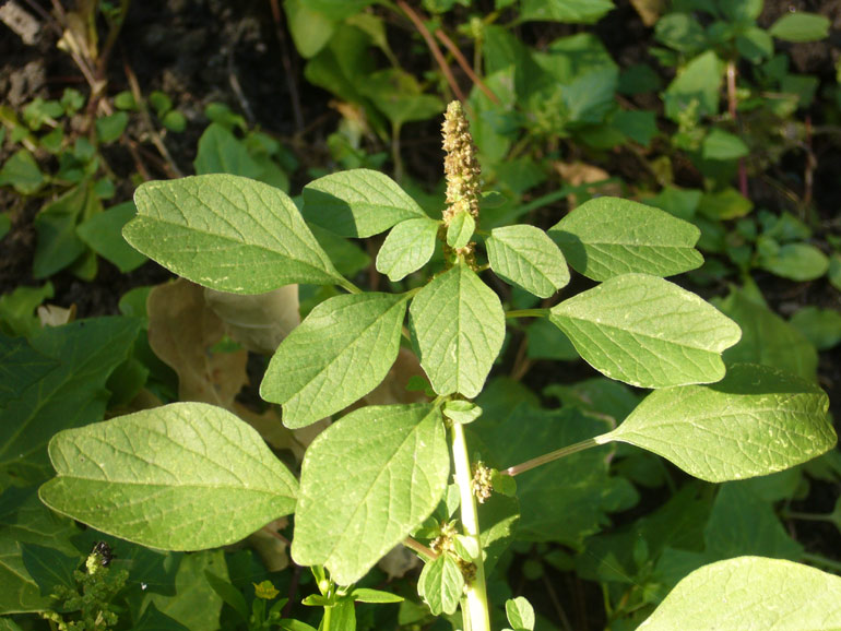 Amaranthus blitum / Amaranto livido