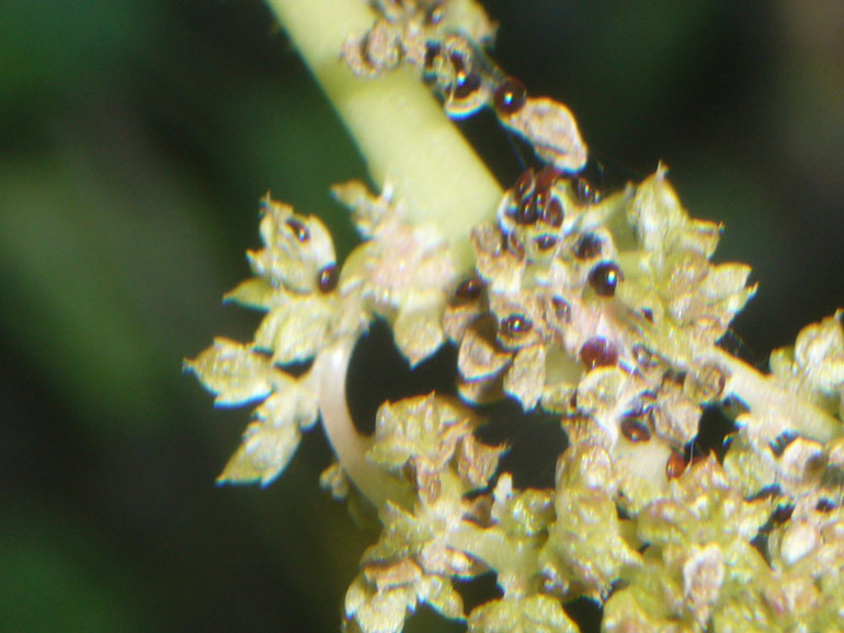 Amaranthus blitum / Amaranto livido