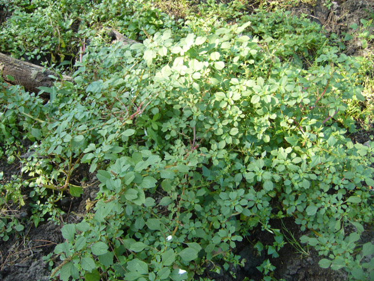 Amaranthus blitum / Amaranto livido