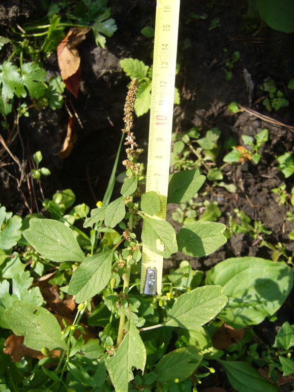 Amaranthus blitum / Amaranto livido