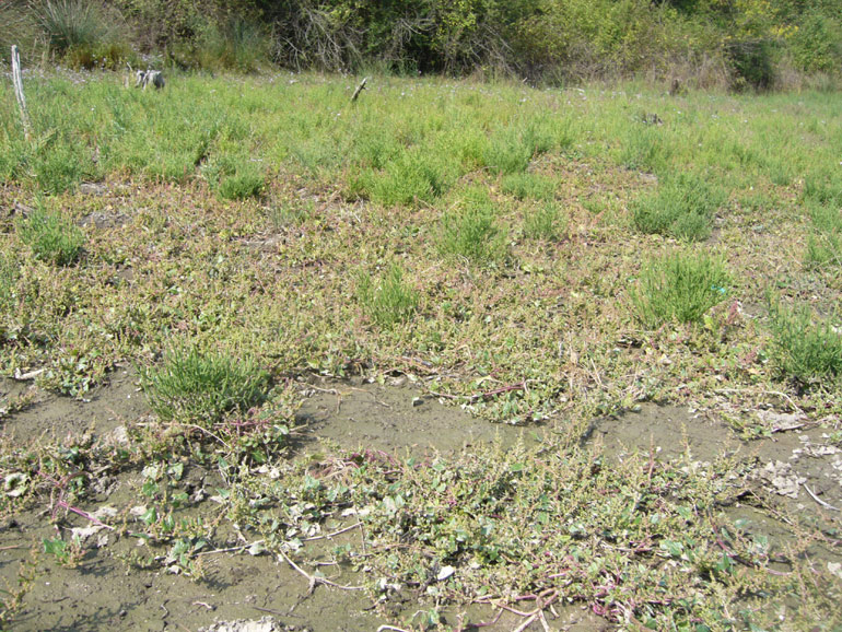 Chenopodium 2 - Chenopodium chenopodioides