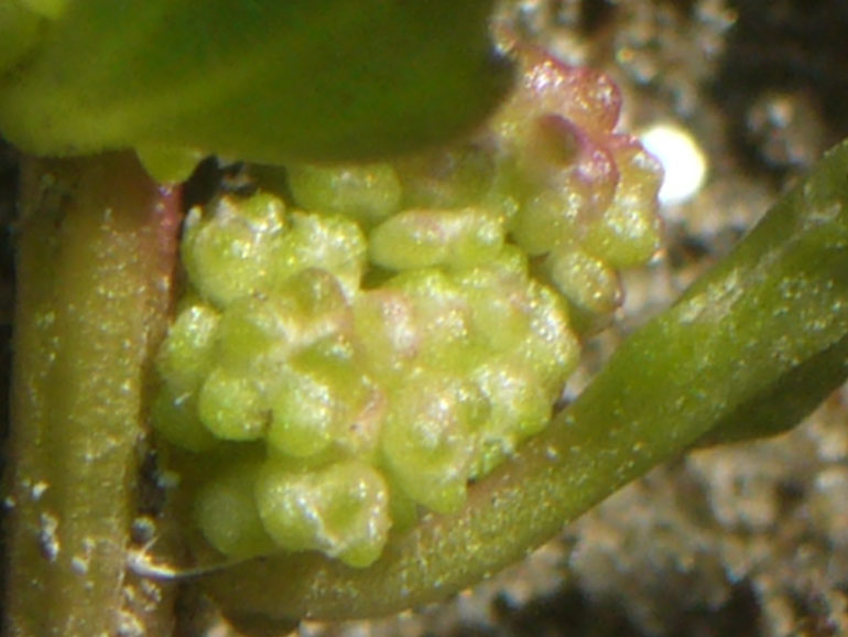 Chenopodium 2 - Chenopodium chenopodioides