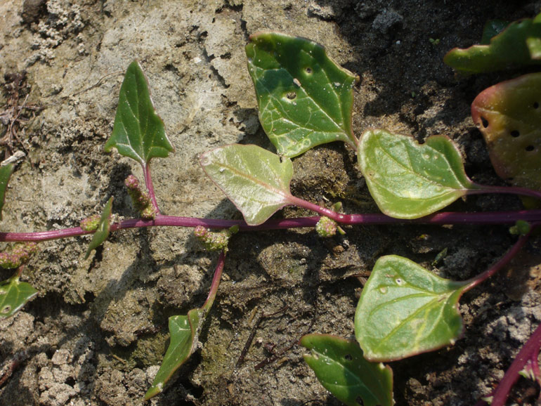 Chenopodium 2 - Chenopodium chenopodioides