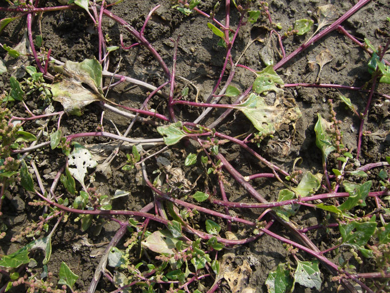 Chenopodium 2 - Chenopodium chenopodioides