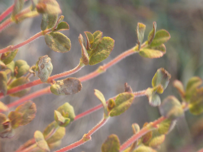 Strana morfologia - Chamaesyce sp.