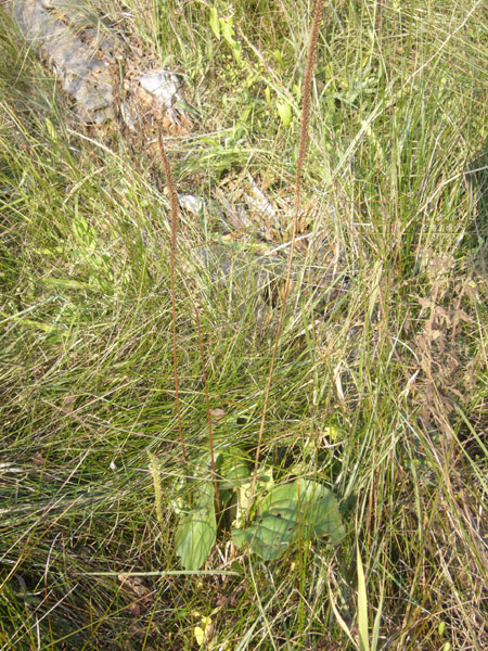 Plantago maior o cornuti ? - Plantago major