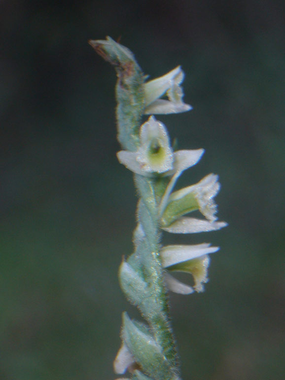 Info su Spiranthes spiralis