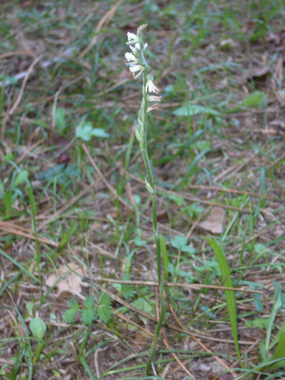 Info su Spiranthes spiralis