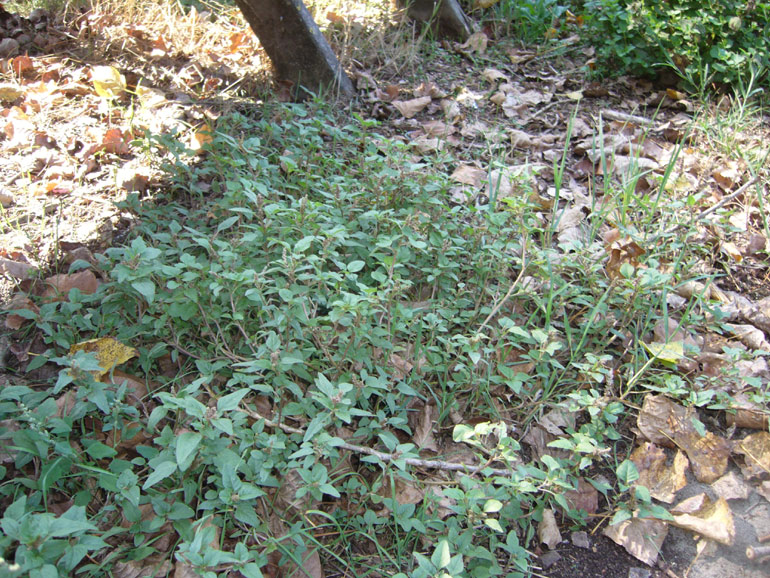 Amaranthus deflexus