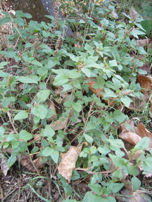 Amaranthus deflexus