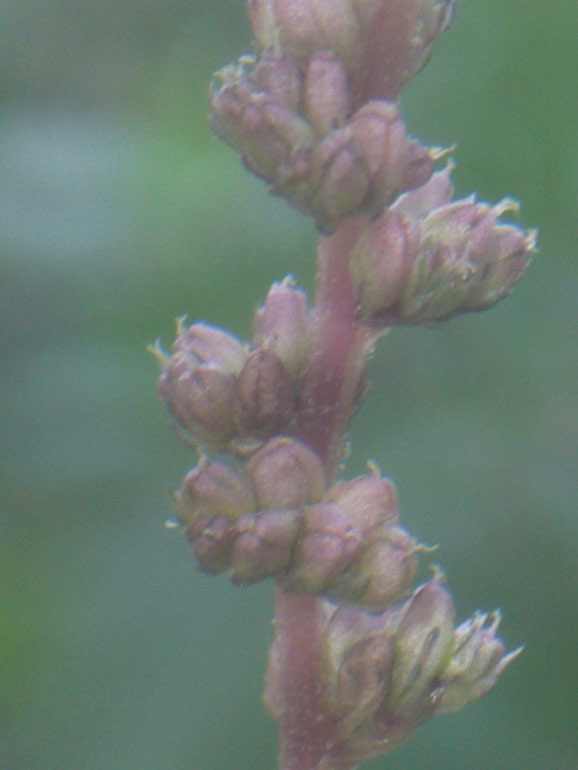 Amaranthus deflexus