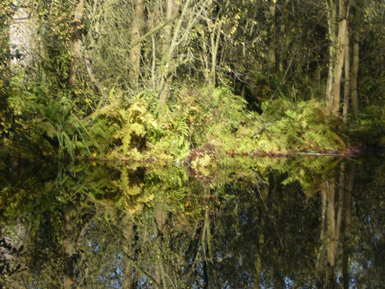 Sognando foreste allagate