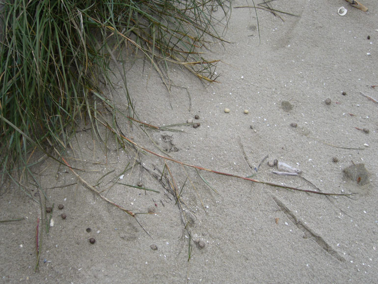 Spartina versicolor / Sparto delle dune