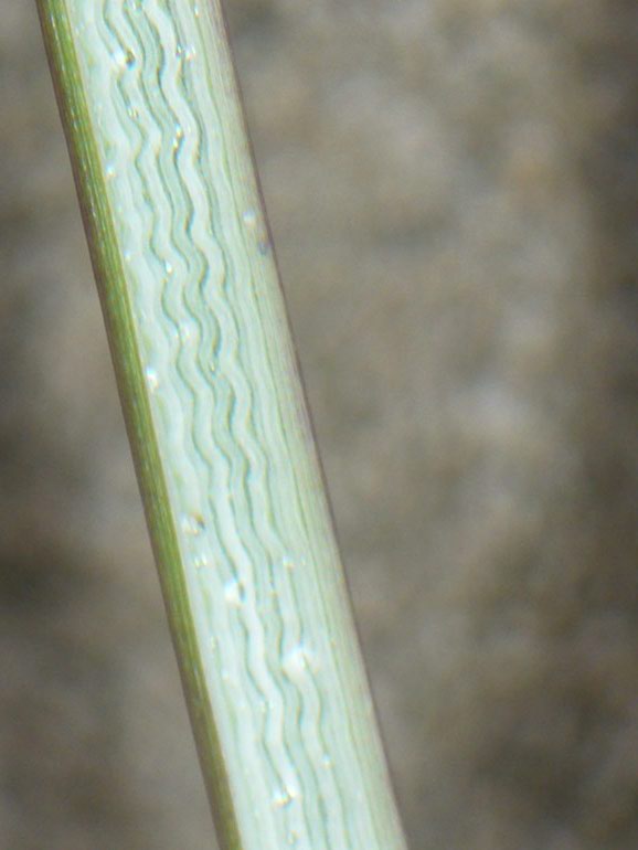 Spartina versicolor / Sparto delle dune