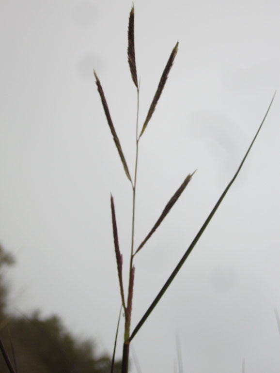 Spartina versicolor / Sparto delle dune