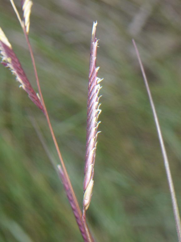 Spartina versicolor / Sparto delle dune