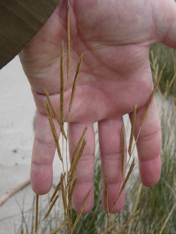 Spartina versicolor / Sparto delle dune