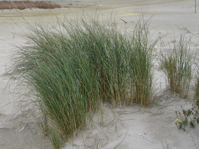 Spartina versicolor / Sparto delle dune