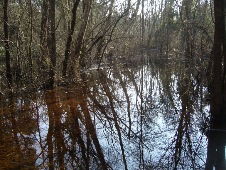 Sognando foreste allagate