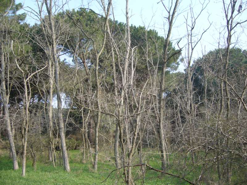 La Pineta di San Vitale (RA)