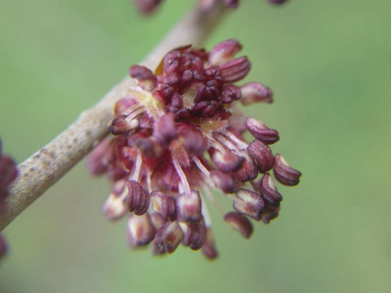 Ulmus sp.