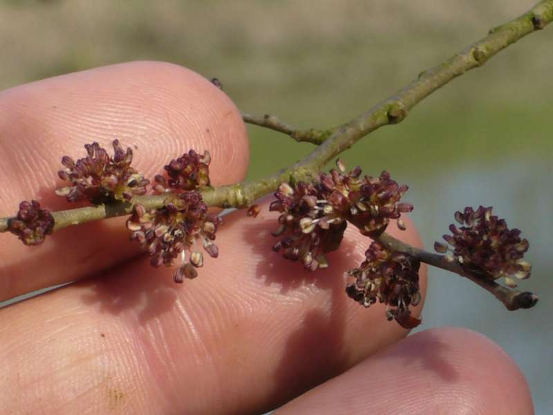 Ulmus sp.