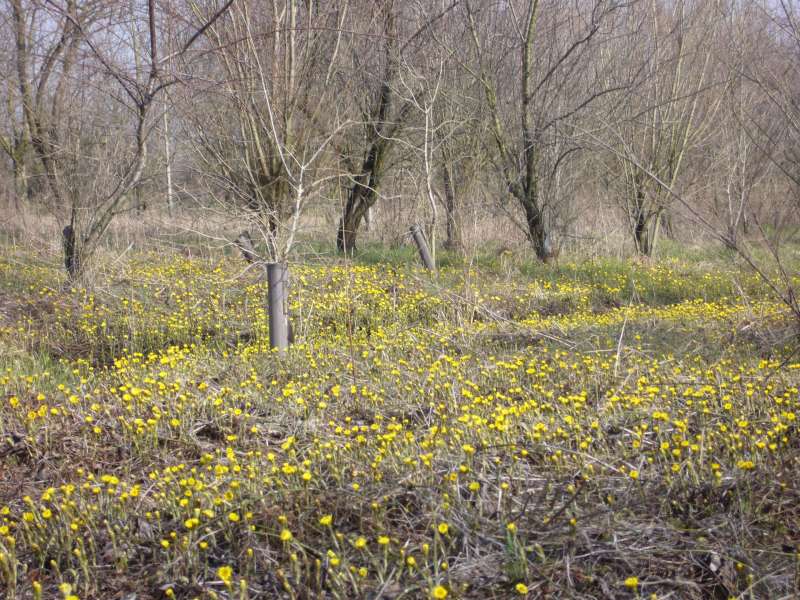 La Pineta di San Vitale (RA)