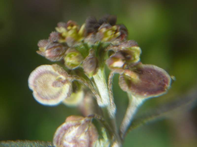 Clypeola jonthlaspi  - Clipeola