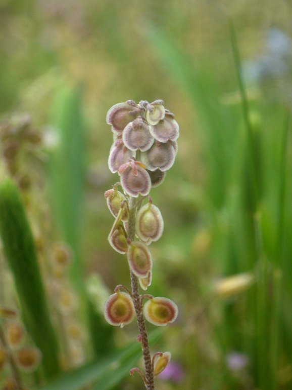 Clypeola jonthlaspi  - Clipeola