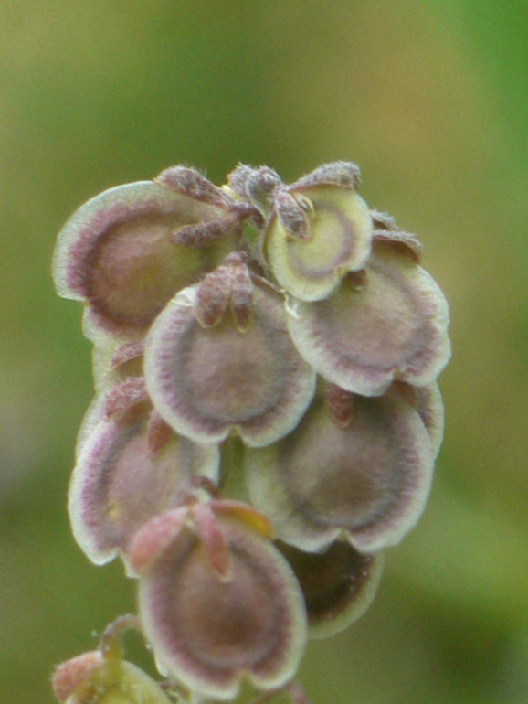 Clypeola jonthlaspi  - Clipeola