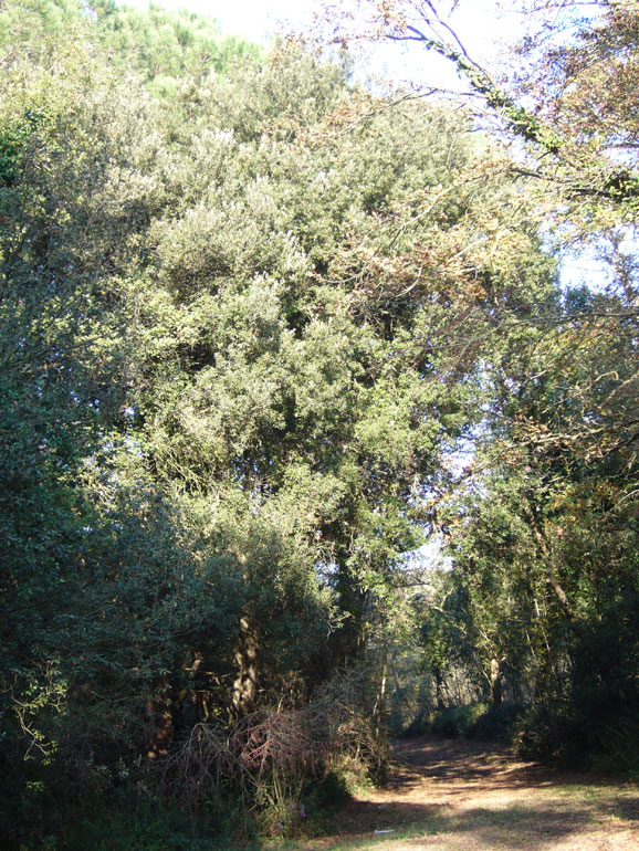 Due parole sui lecci nella pineta di San Vitale...