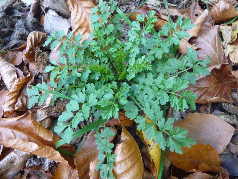 Rosetta basale di Cardamine impatiens