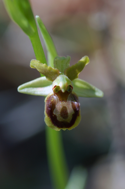 Ophrys molisane