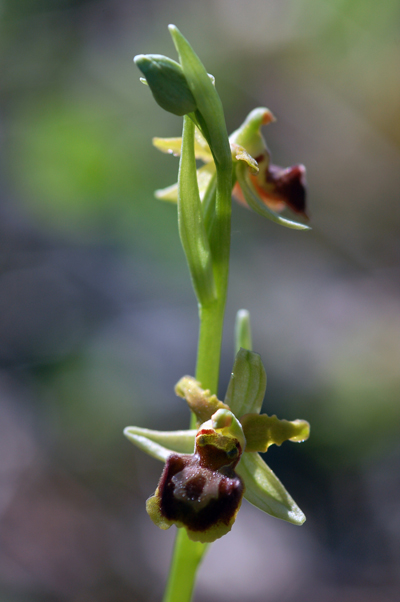 Ophrys molisane