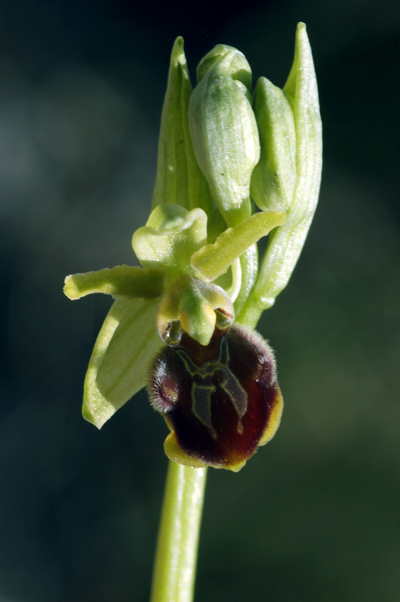 Ophrys molisane