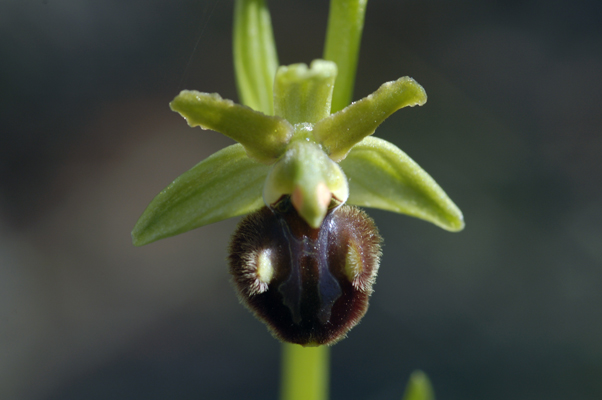 Ophrys molisane