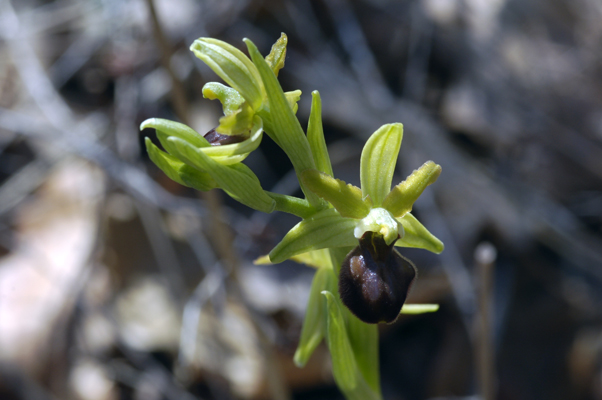 Ophrys molisane