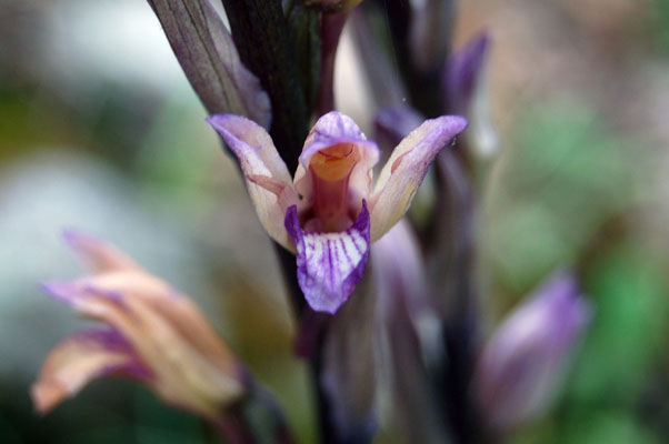 orchidee? (Limodorum abortivum)