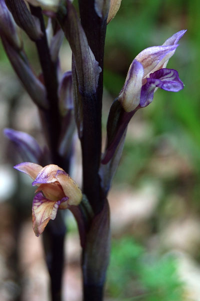 orchidee? (Limodorum abortivum)