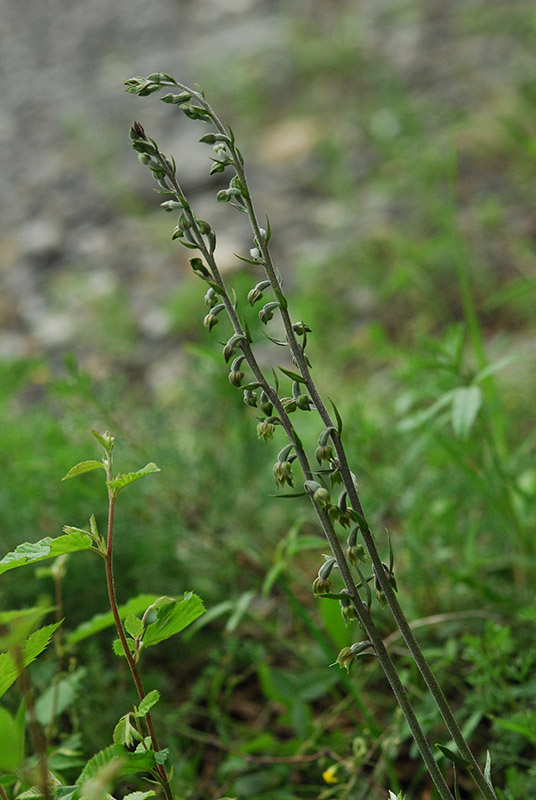 Epipactis microphylla