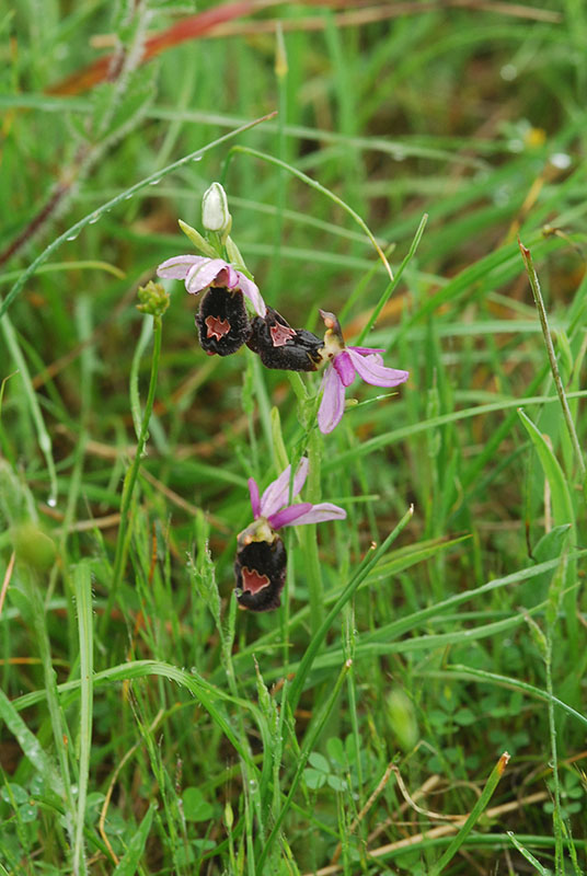 Orchidee sulle colline Liguri