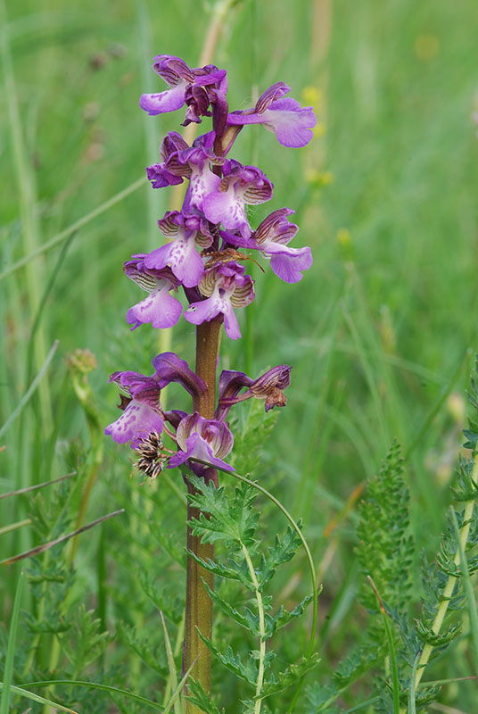 Variabilit di Orchis Morio