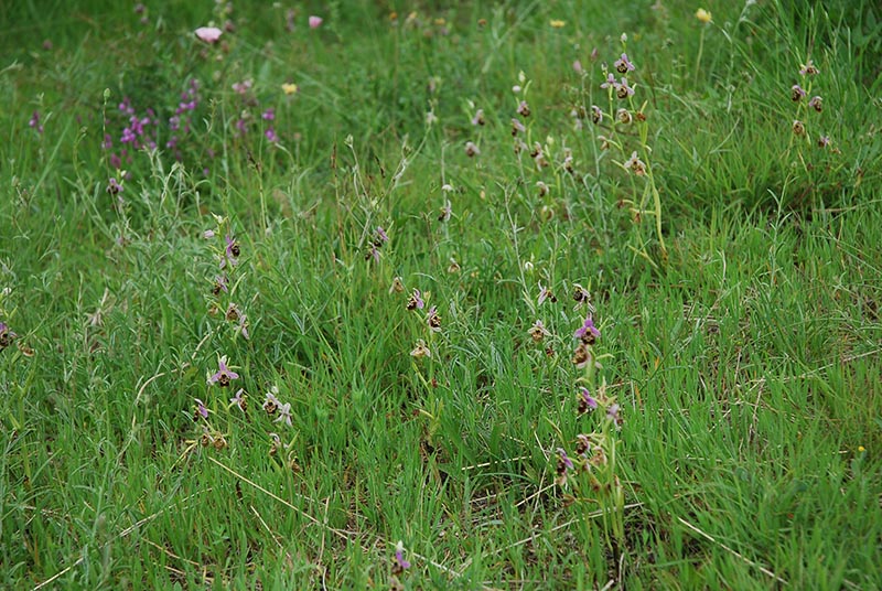 Lusus di Ophrys fuciflora e altre orchidee dell''imperiese