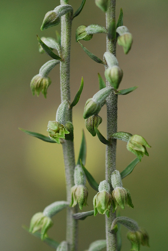 Epipactis microphylla