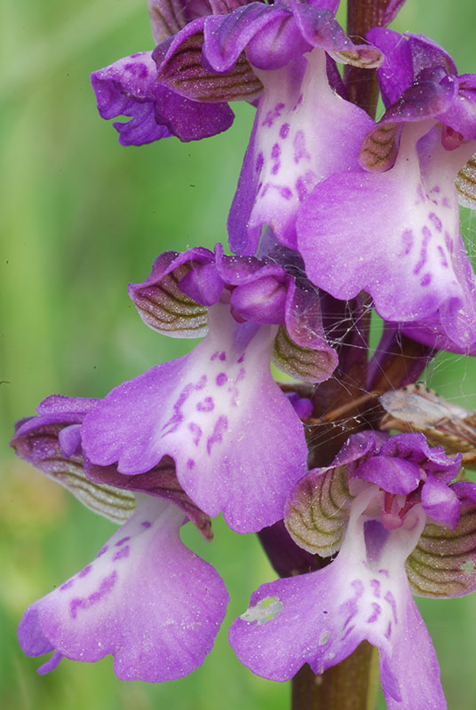 Variabilit di Orchis Morio