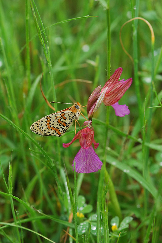 Orchidee sulle colline Liguri